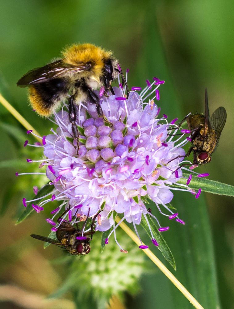Компания мечты