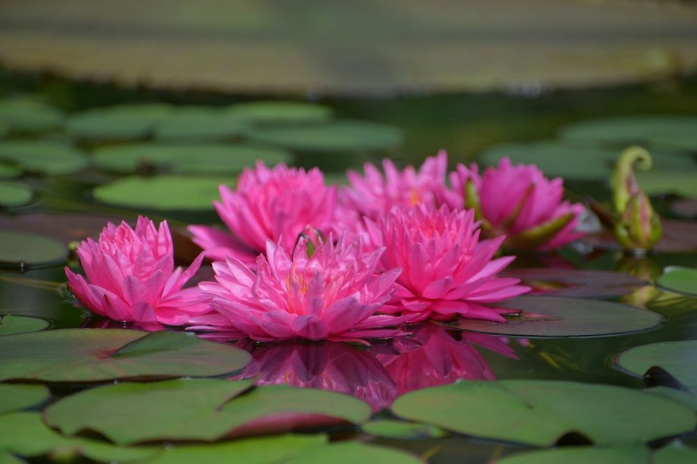 Photograph by Margareth Tikhonova