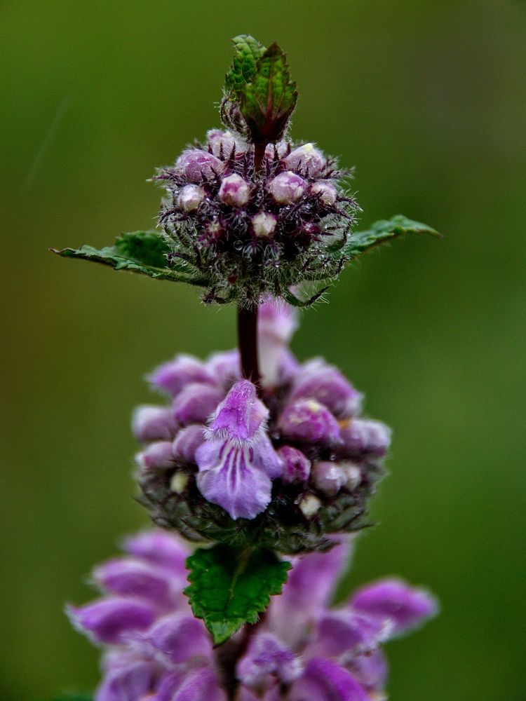 Photograph by Виктория Лобанова