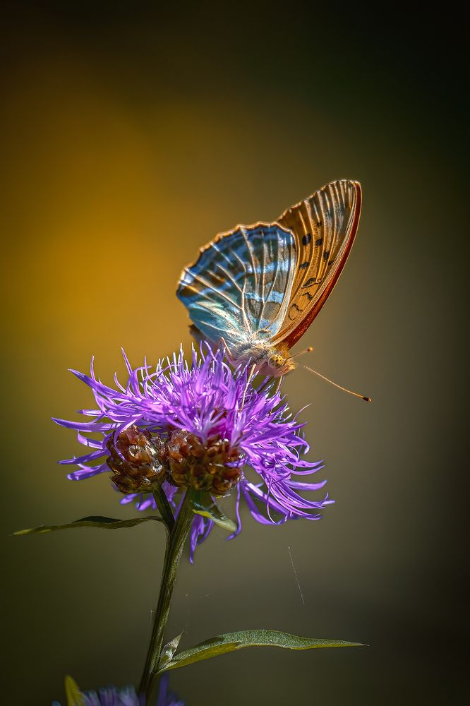 Photograph by Александр Соловьев