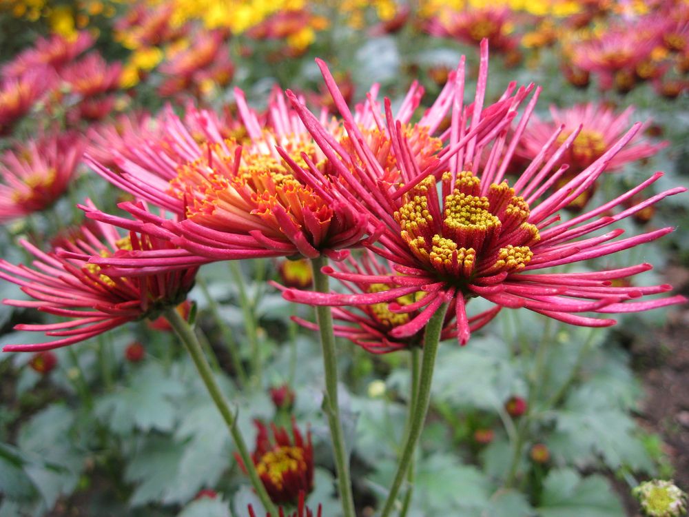 Photograph by Алёна Шкуратова