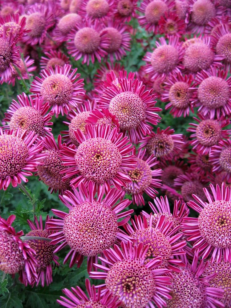 Photograph by Алёна Шкуратова