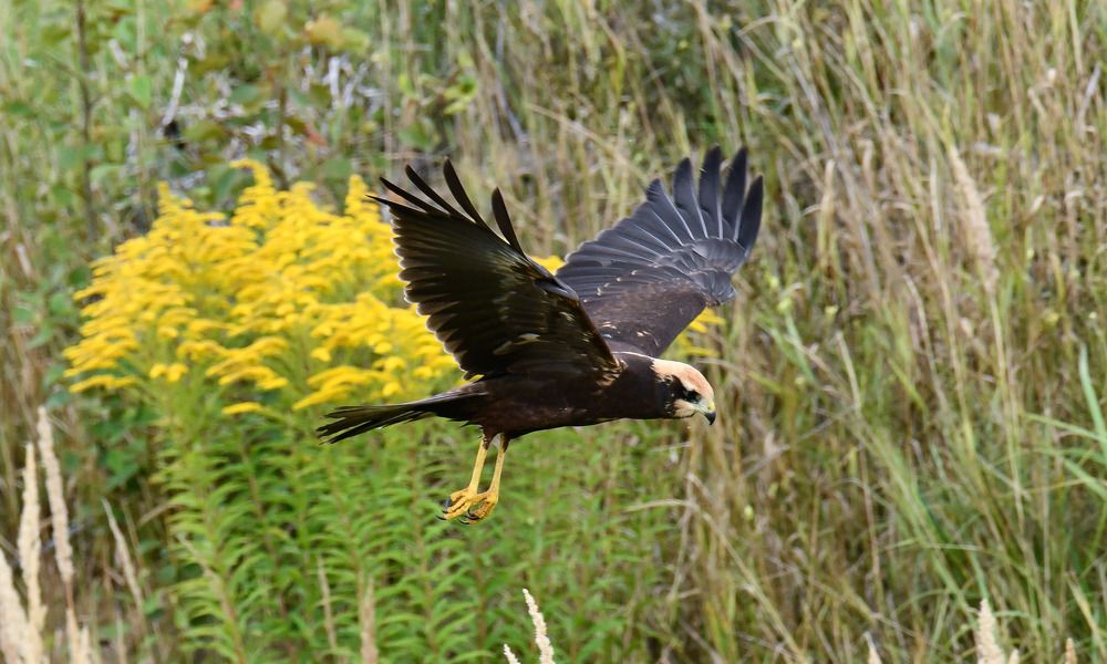 Болотный лунь.