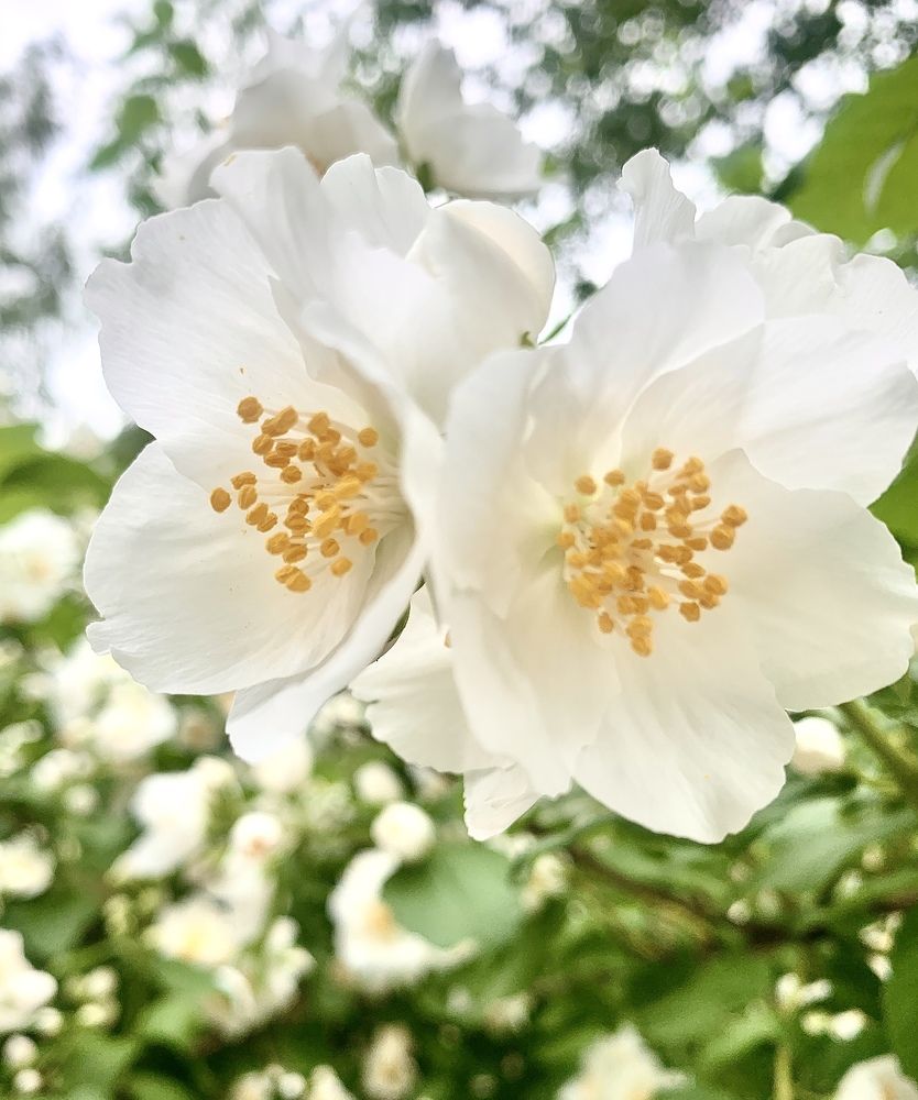 Фотография автора Борис Соколов