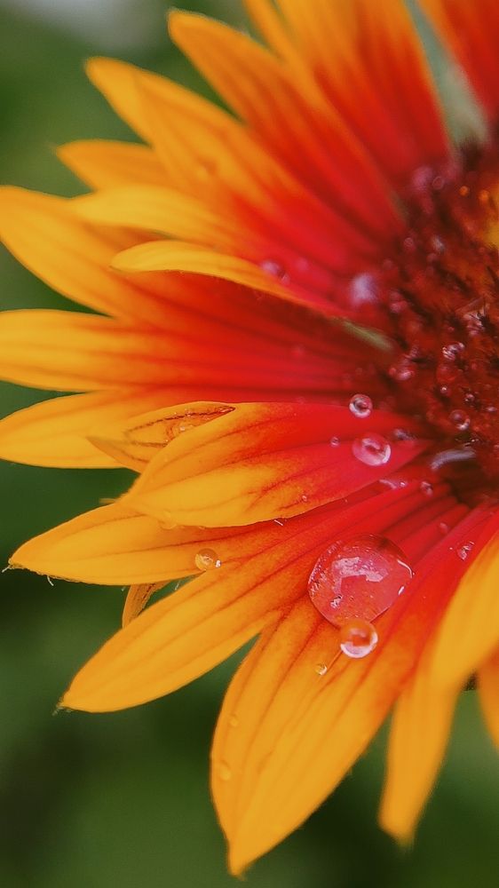 Фотография автора Анна Морозова