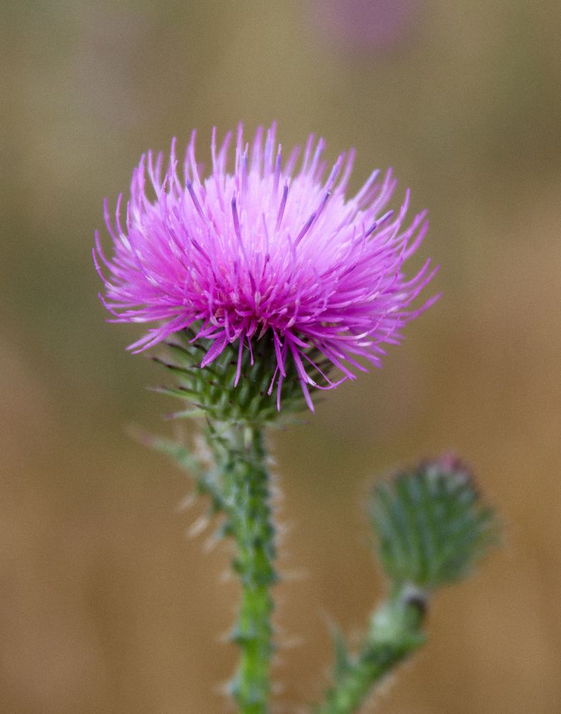 Photograph by Елена Рудкевич