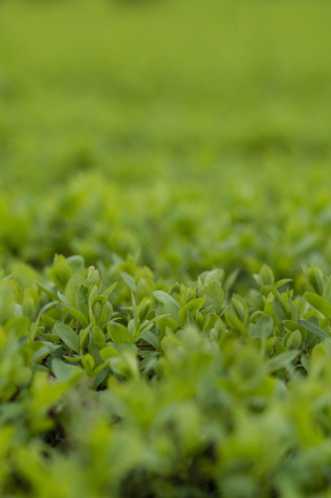 Photograph by Майя Чехова