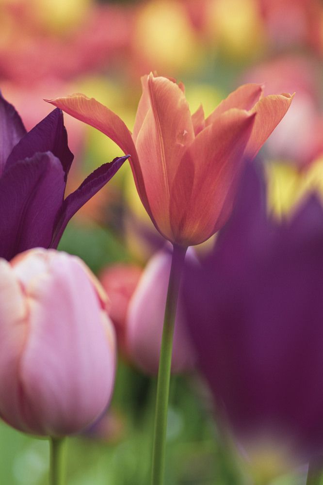 Photograph by Майя Чехова