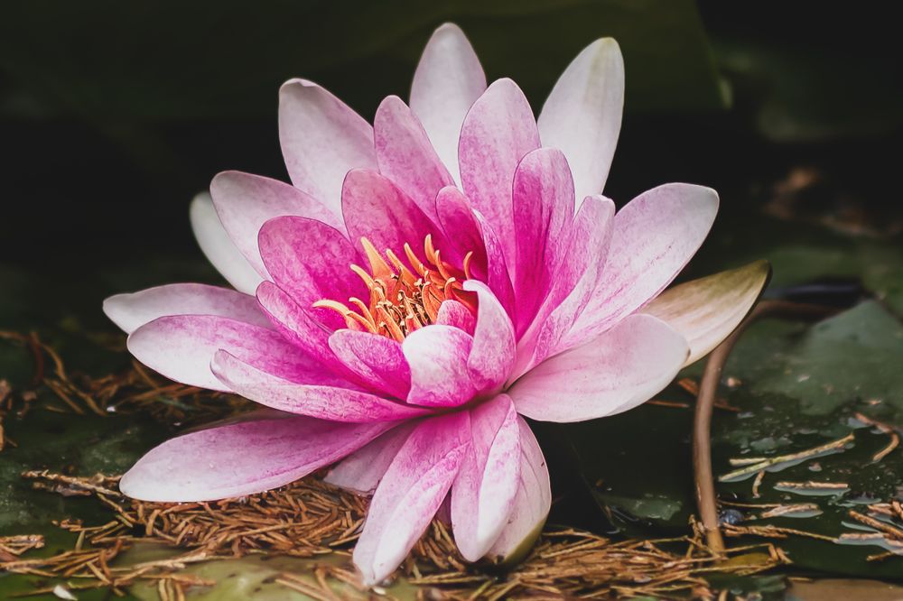 Photograph by Оксана Пономаренко