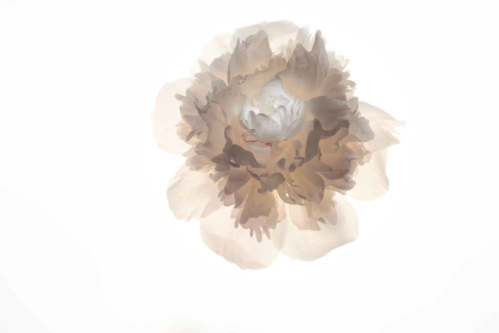 Photograph by Ольга Шибяева