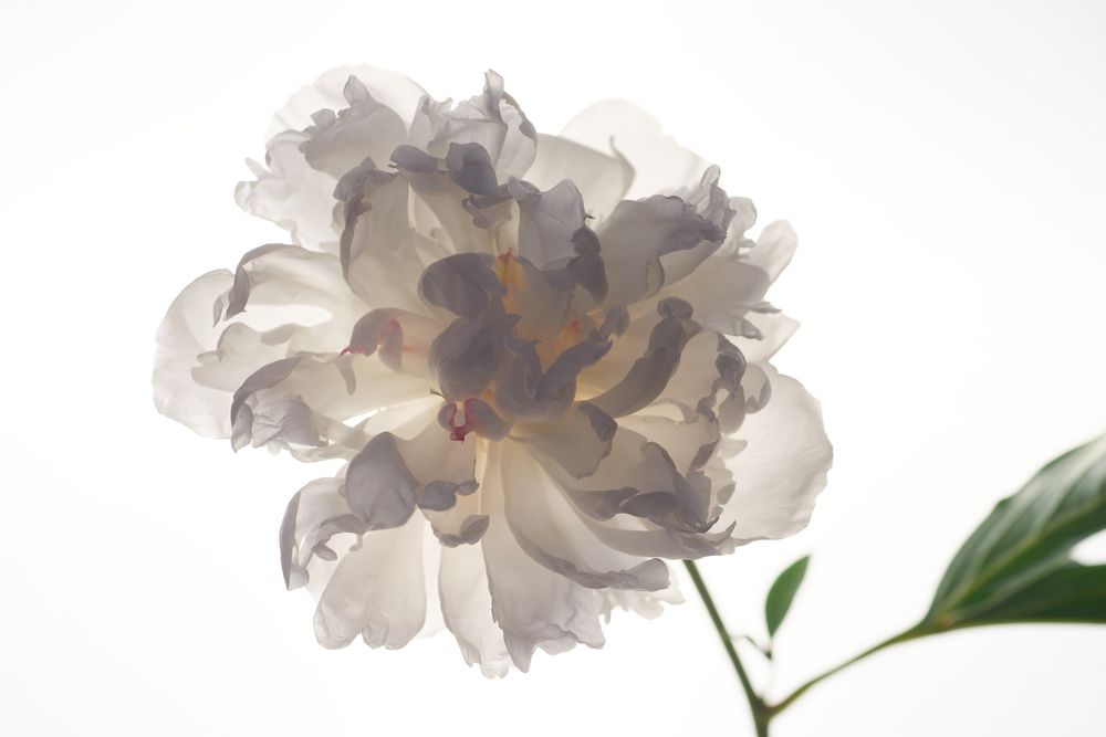 Photograph by Ольга Шибяева