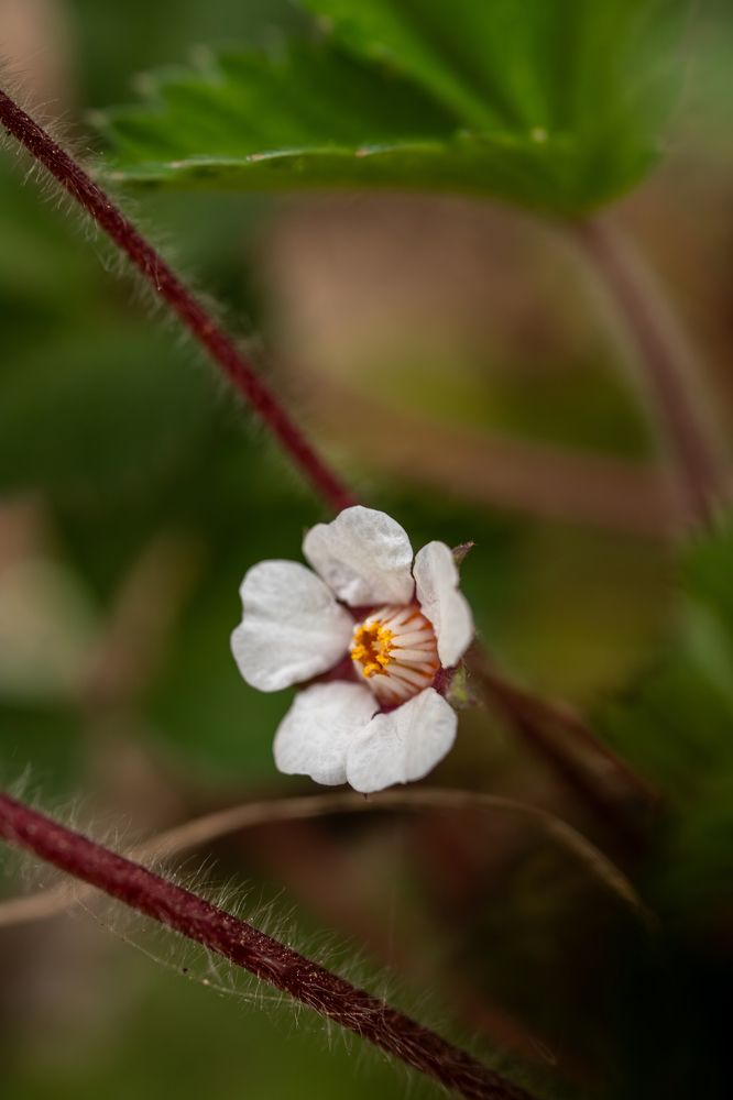 Photograph by Цибуляк Анна