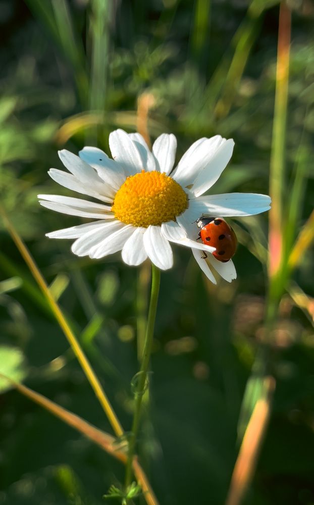 Фотография автора Геннадий Ломеко