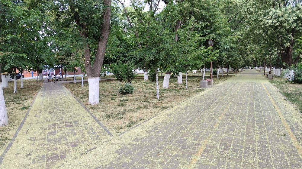 Цветущий парк