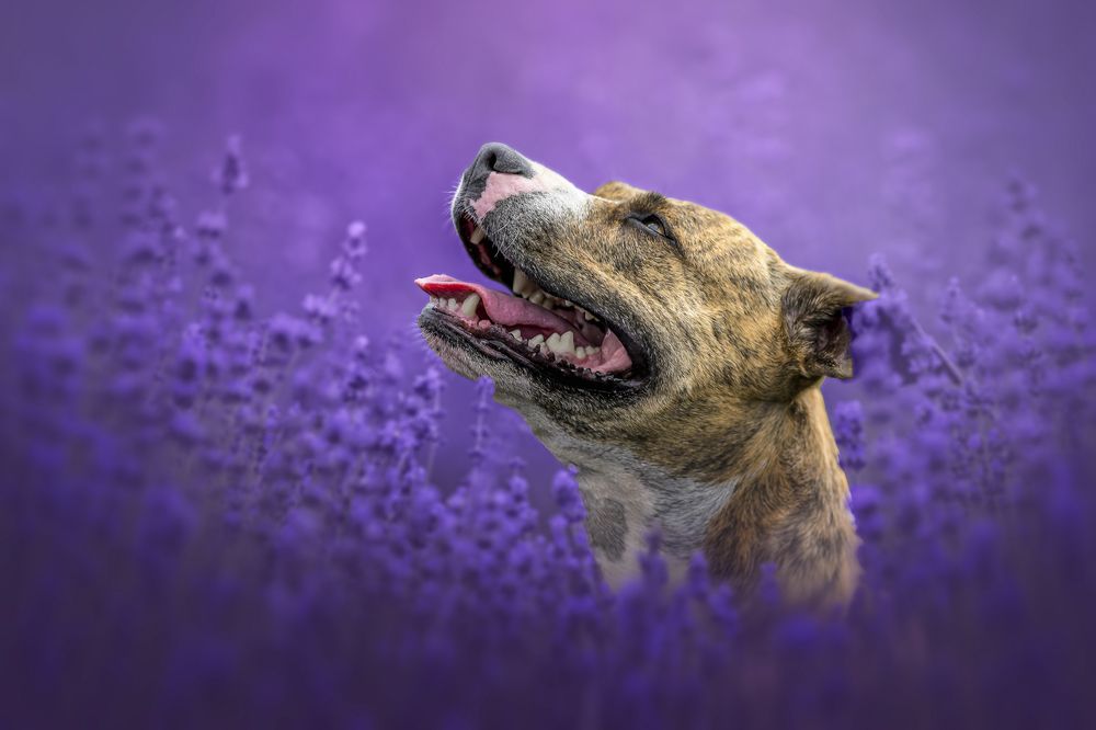 Photograph by Lucie Nermuťová