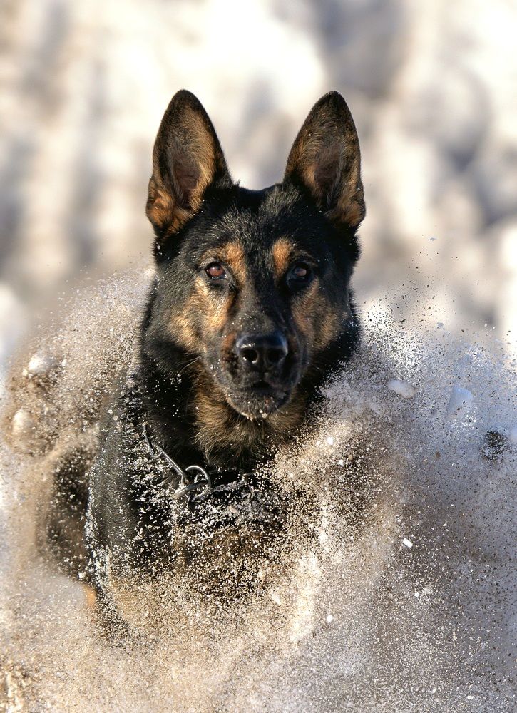 Снежный Цербер