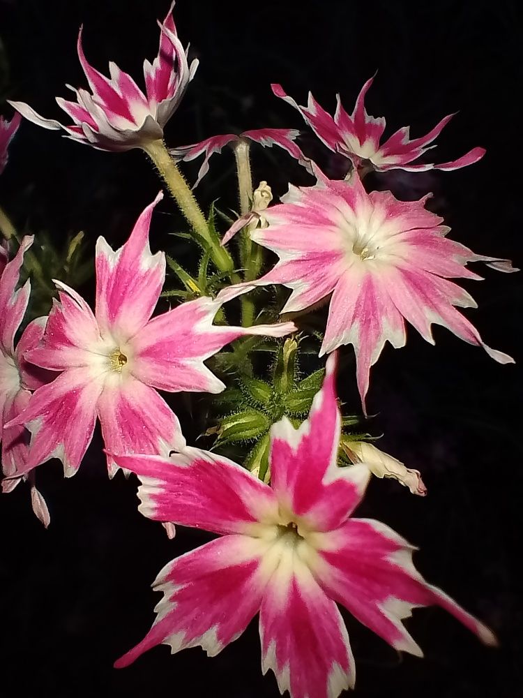 Photograph by Елена Мясникова