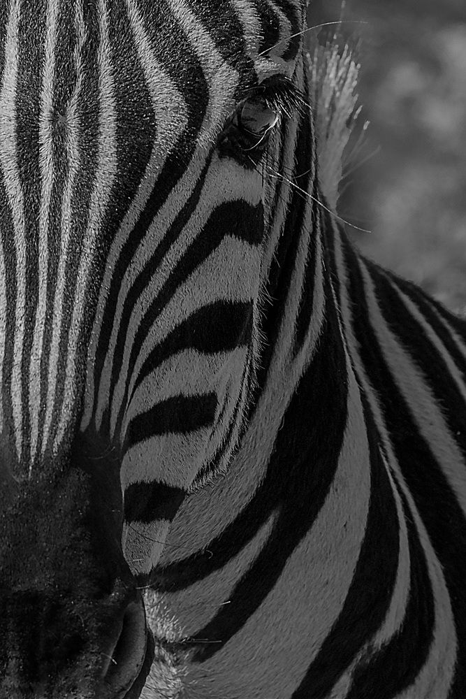 Photograph by Tanja Wolfaardt