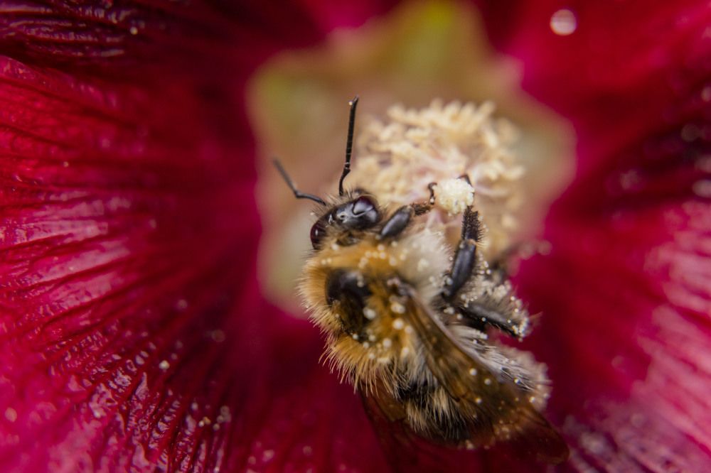 Photograph by Елена Перминова