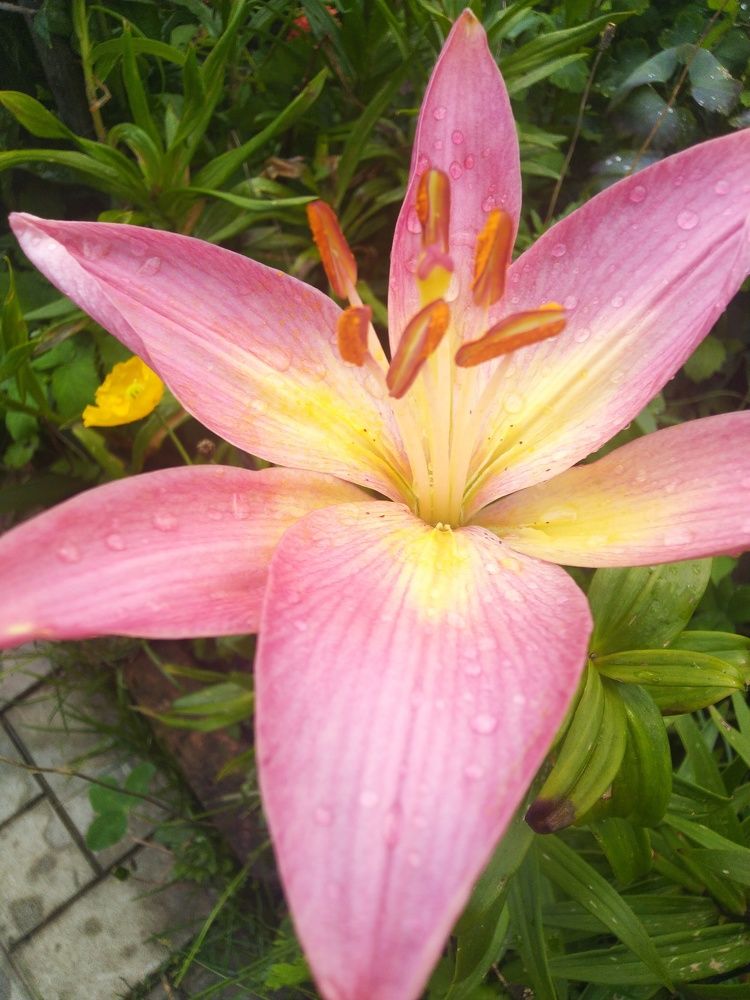 Photograph by Наталья Шулятина