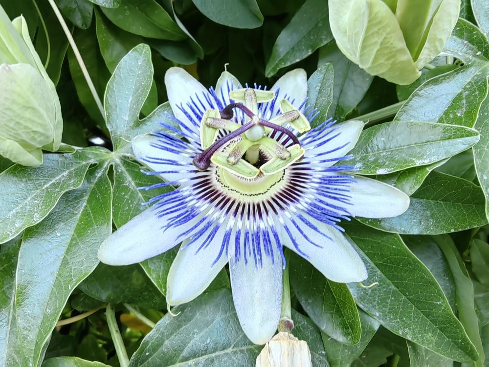 Photograph by Чкареули Светлана