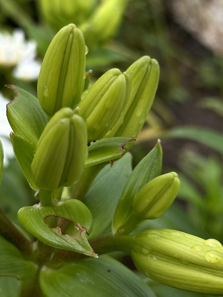 Photograph by Наталья Супрунюк