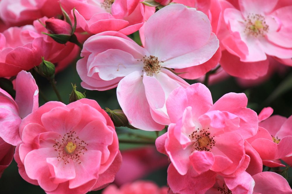 Фотография автора Вячеслав