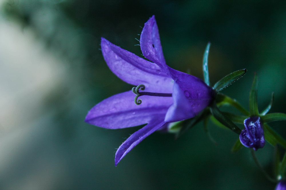 Колокольчик вечерний