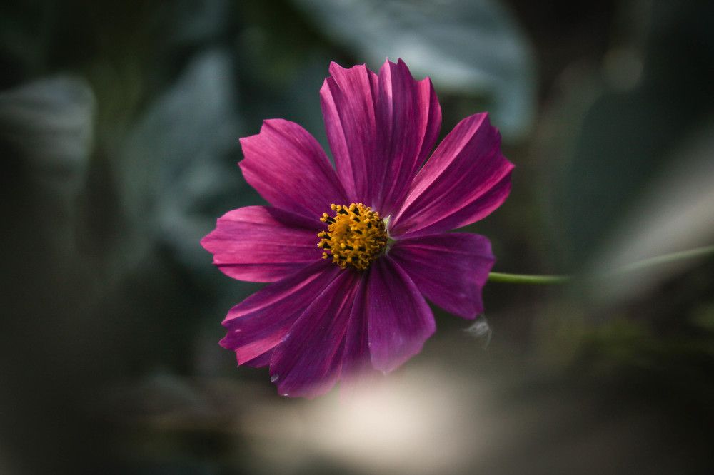 Космея в вечернем свете