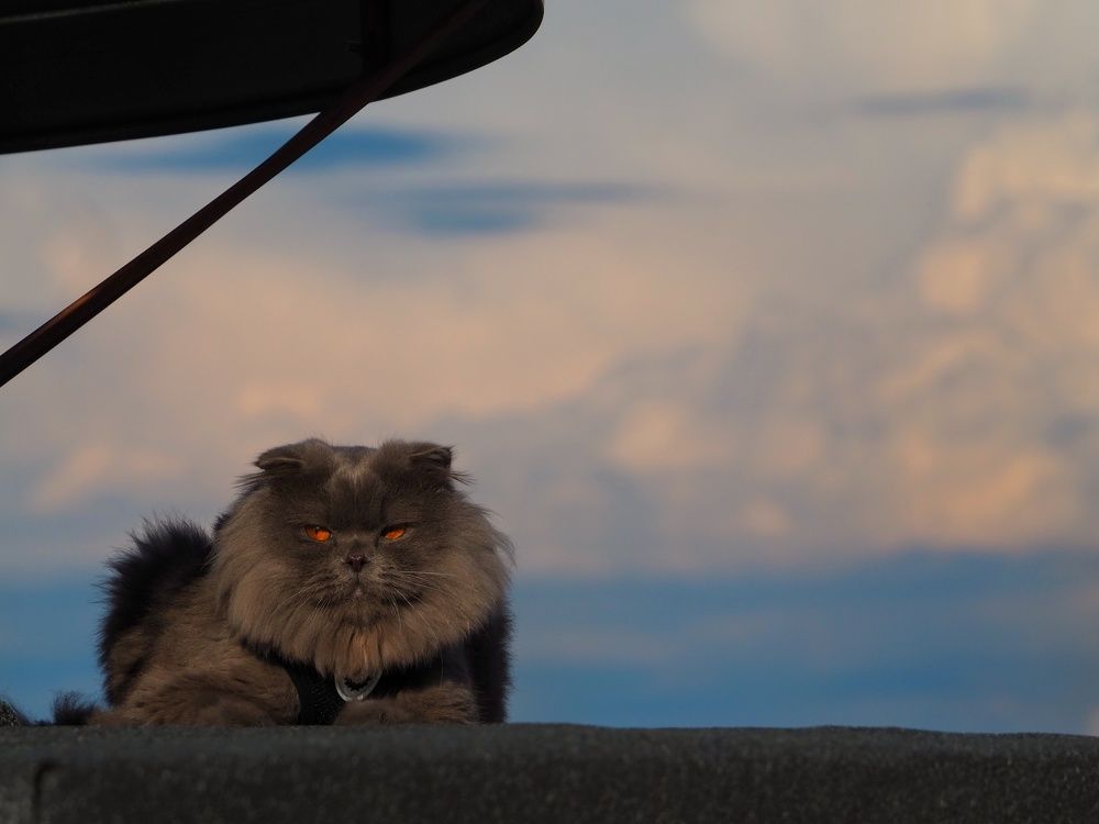 Photograph by Olga Nevedrova