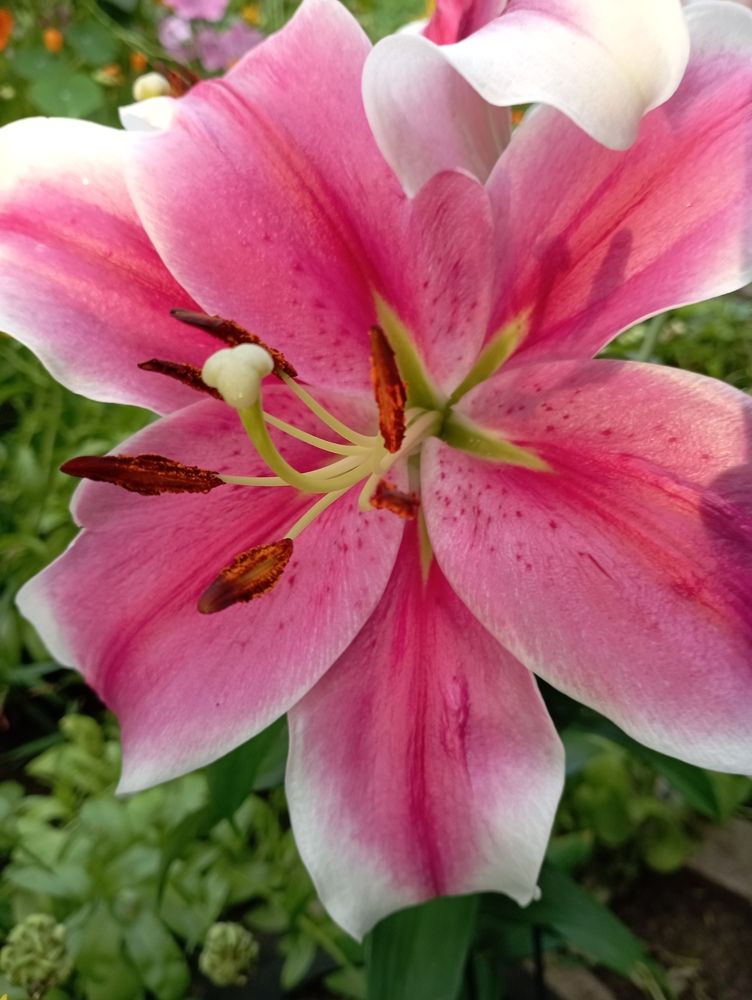 Фотография автора Natalia Khodina