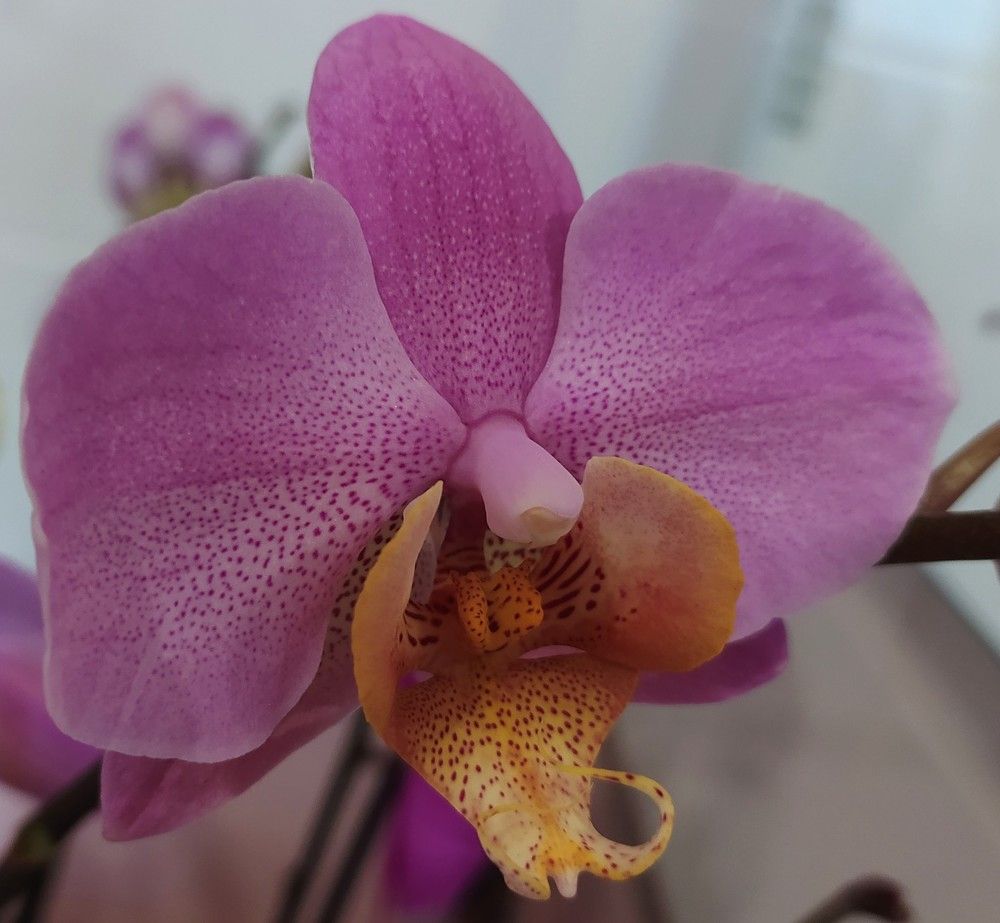 Фотография автора Елена Александрова