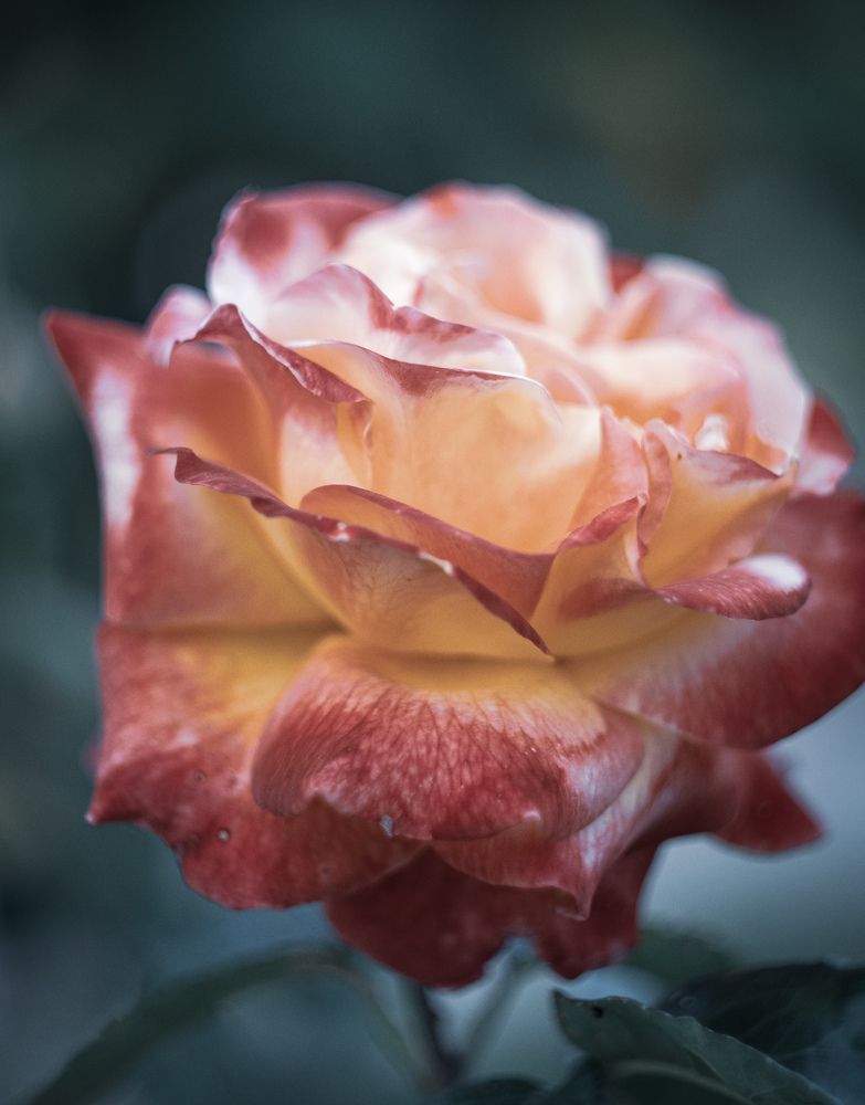 Photograph by Константин Бокарев