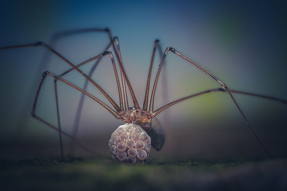 Pholcus phalangioides