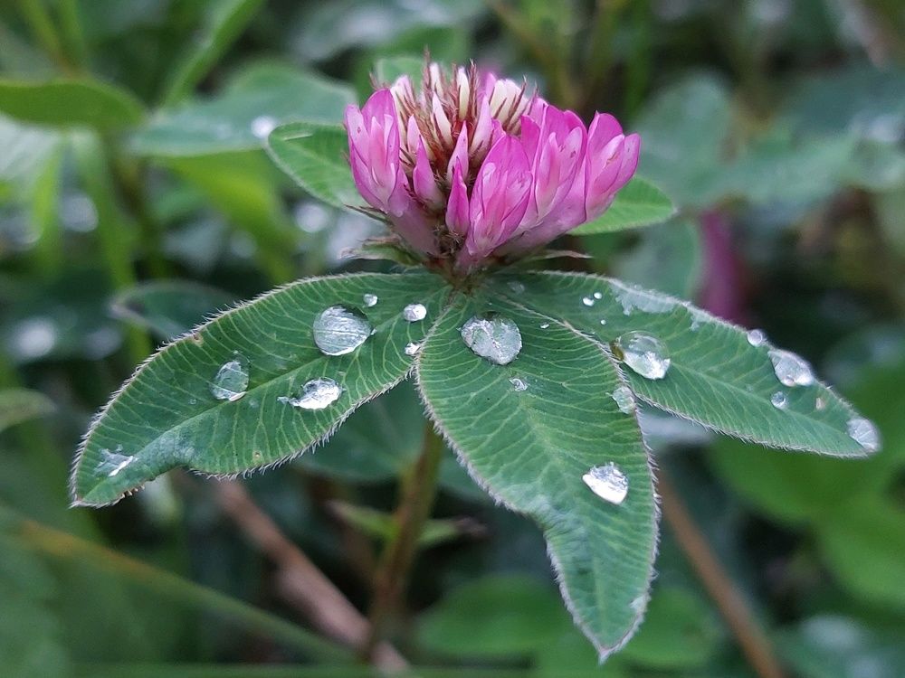 Photograph by Наталья Дубовкина