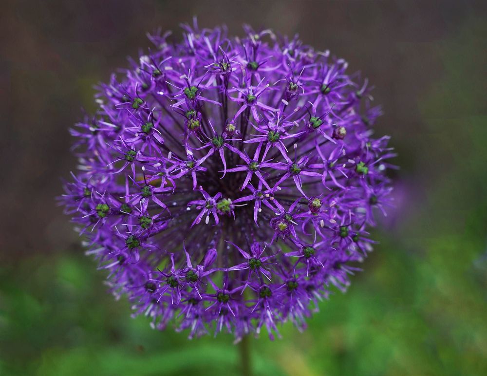 Звёздный лук