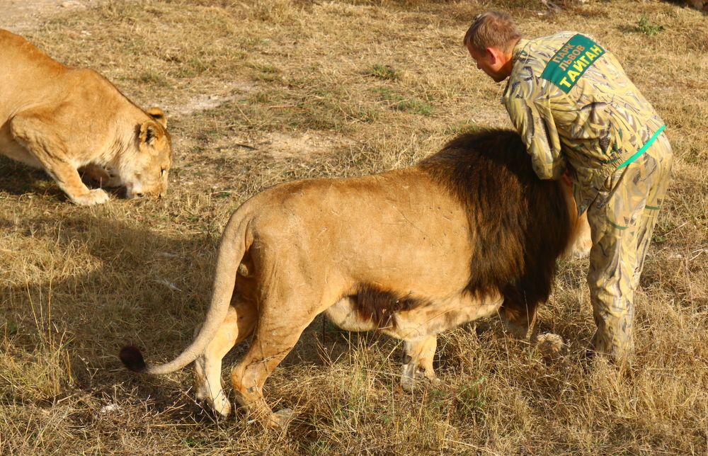 Человек-лев Олег Зубков.