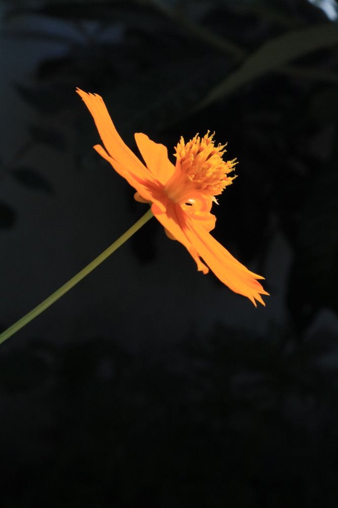 Photograph by Наиля Ахмедова