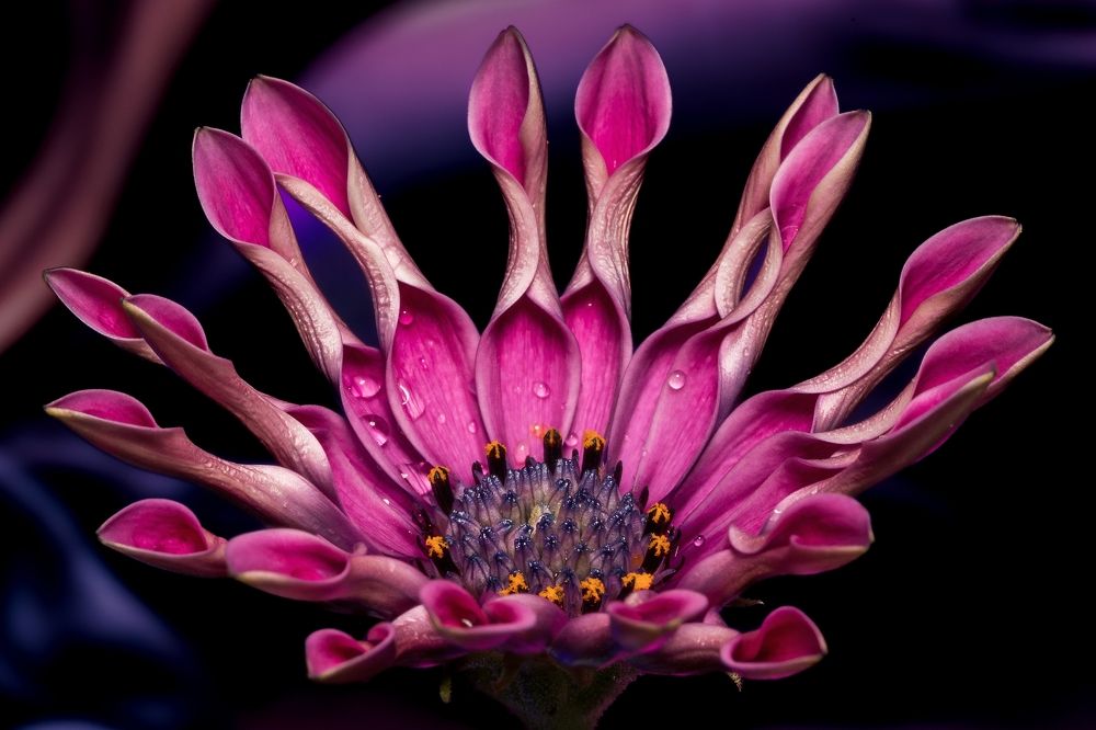 Photograph by Jean pierre