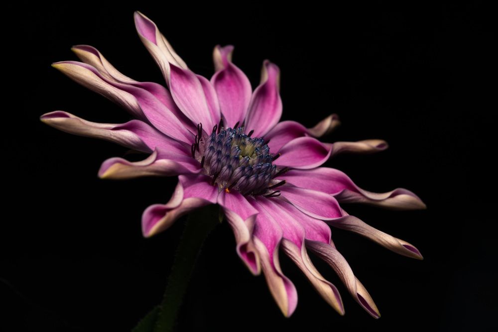 Photograph by Jean pierre