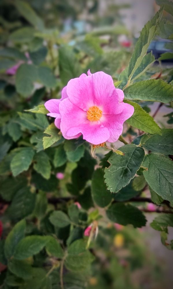 Photograph by Mishel Photographer