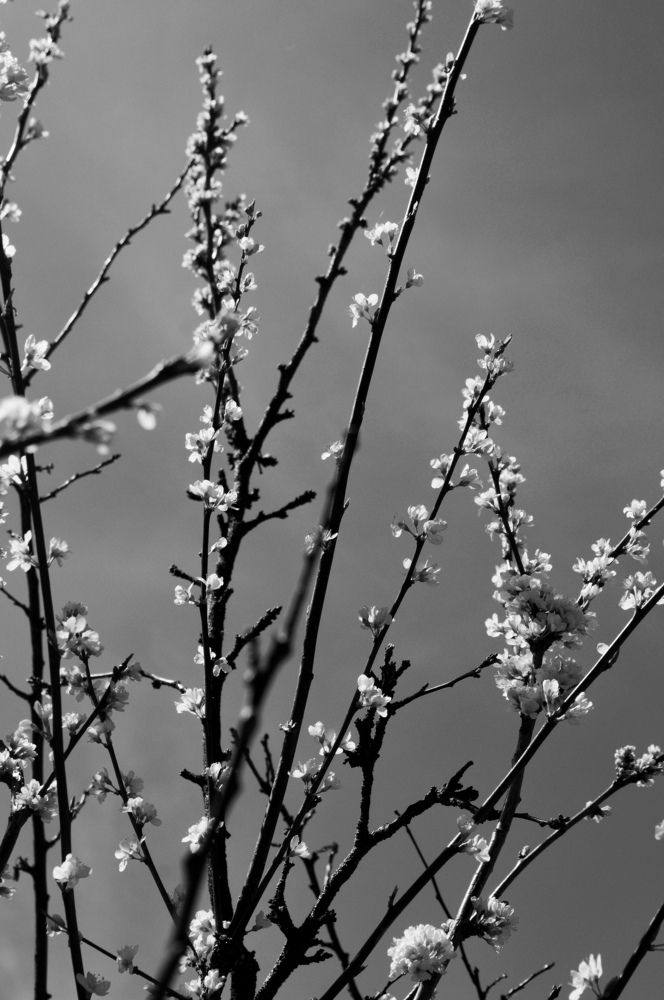 Photograph by Zlata