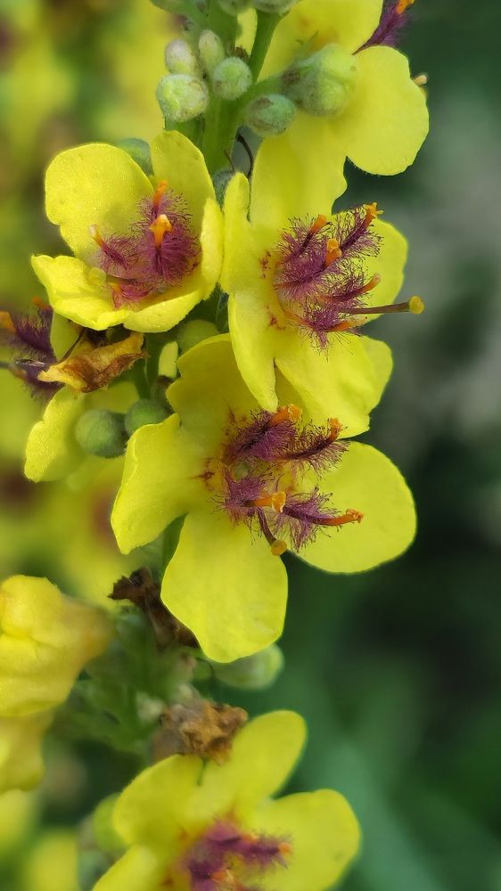 Фотография автора Ольга Быстрова