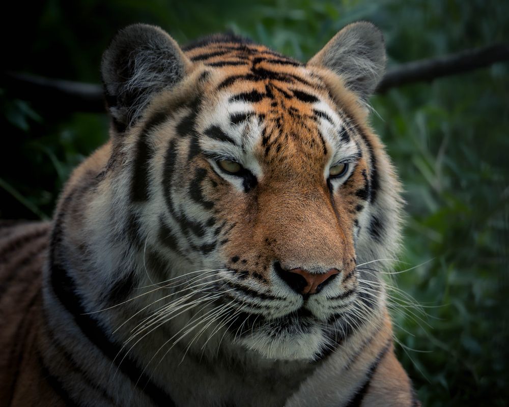 Photograph by Данил Шауба