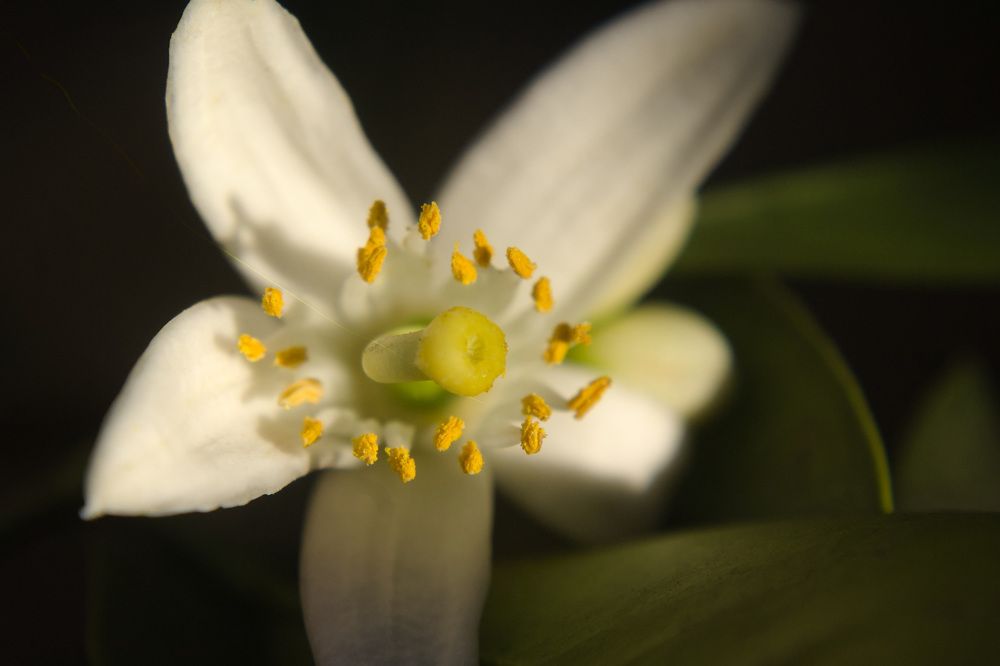 Photograph by Guillermo Topp