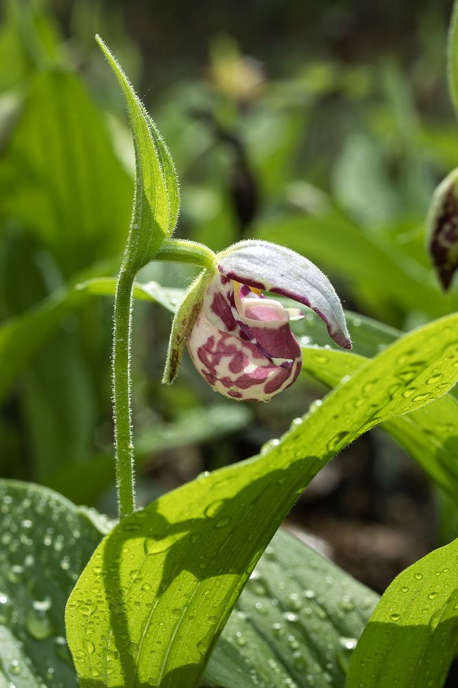 Мокрый башмак