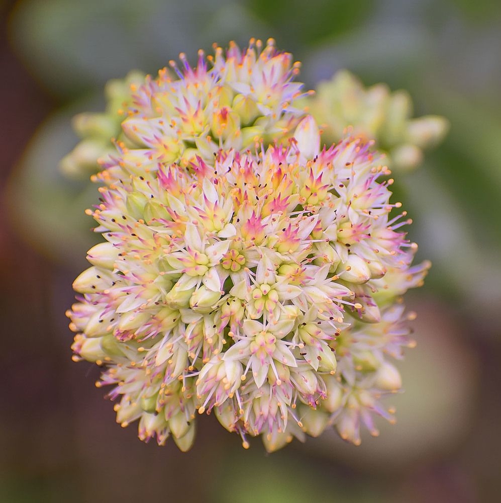 Очитник видный