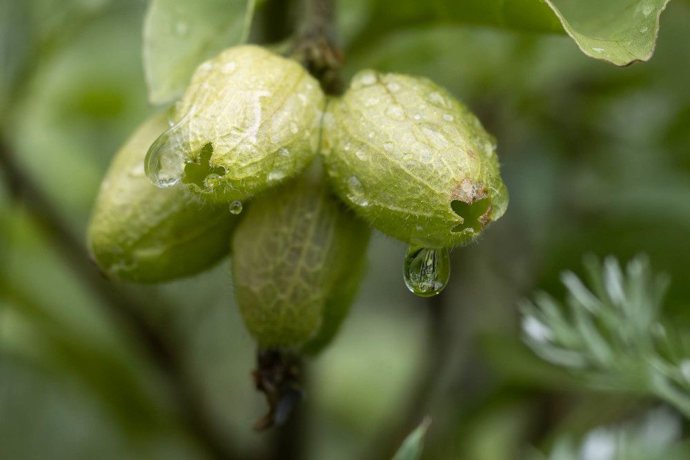 Полна коробочка