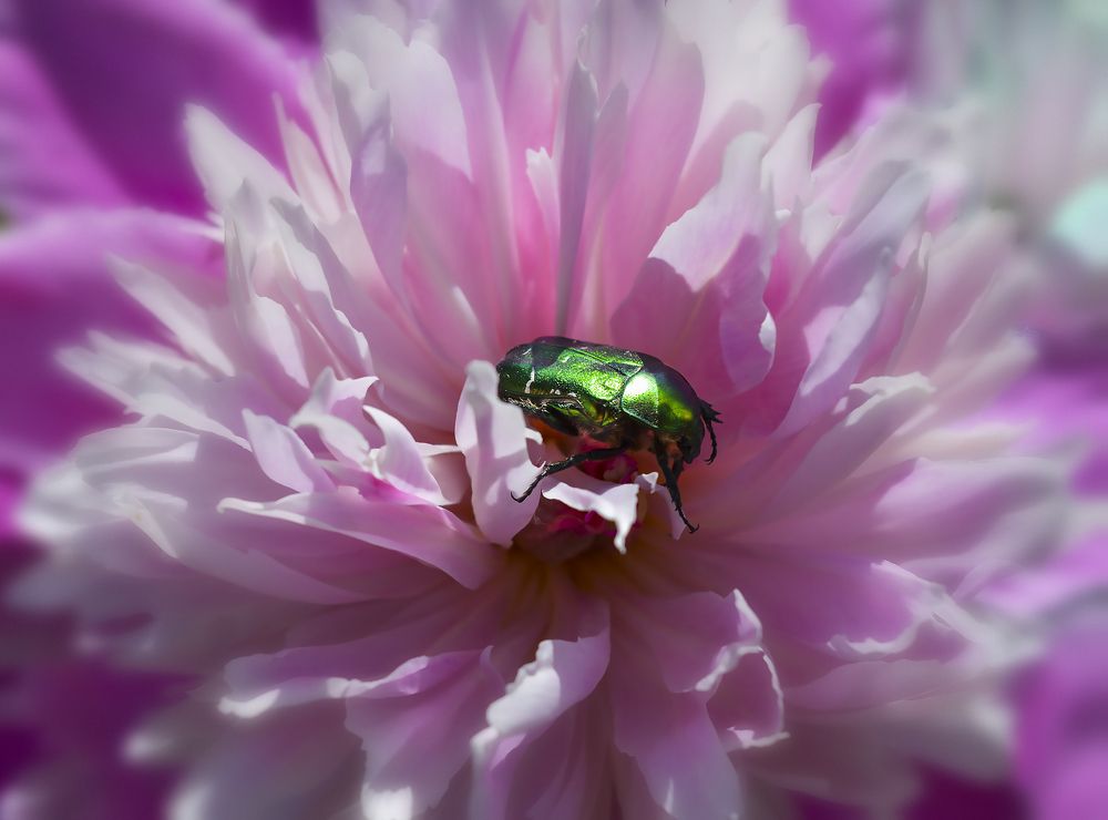 Photograph by Ирина Александрович