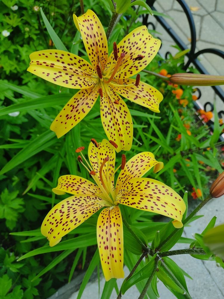 Photograph by Наталья Билай